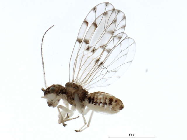 Image of Bark lice