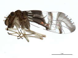 Elipsocidae resmi