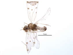 Image of Bark lice