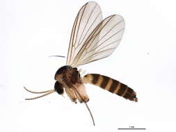 Image of Trichonta pulchra Gagne 1981