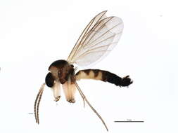 Image of Trichonta pulchra Gagne 1981