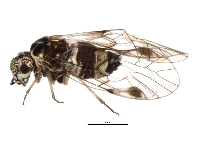 Image of Amphigerontia contaminata (Stephens 1836)