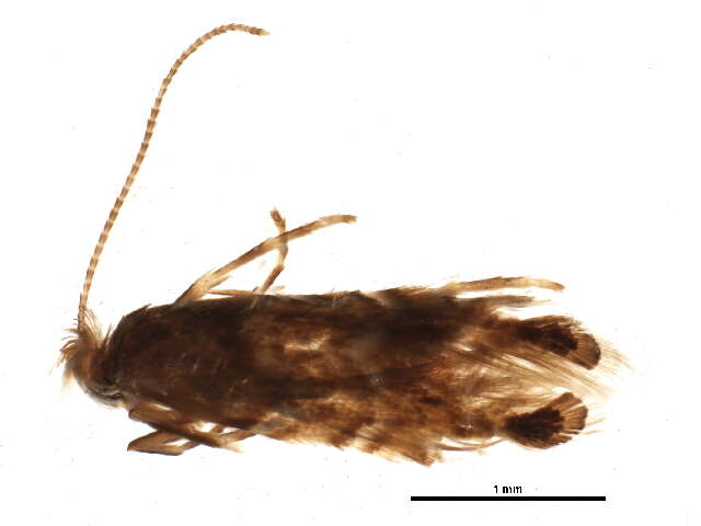 Image of <i>Macrosaccus morrisella</i>