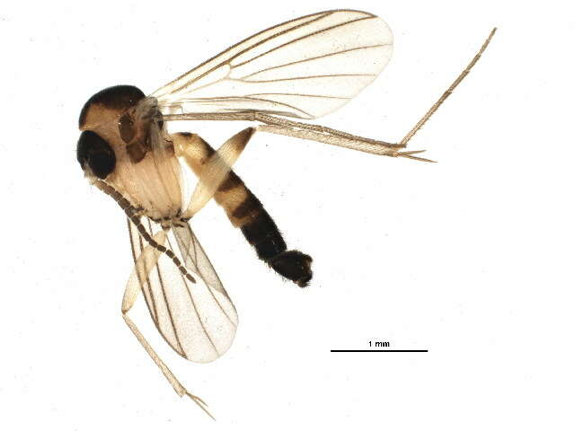 Image of Trichonta pulchra Gagne 1981