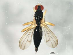 Image of Cordilura glabra Loew 1870