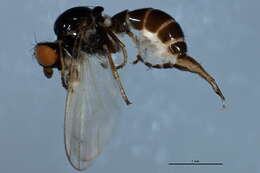 Image of Parapiophila