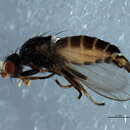 Image of <i>Boreopiophila tomentosa</i>
