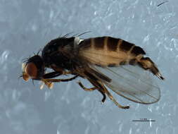 Image of <i>Boreopiophila tomentosa</i>