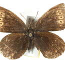 Image of <i>Erebia lafontainei</i>