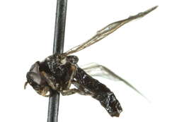 Image of Heringia rita (Curran 1921)