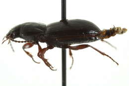 Image of Pterostichus