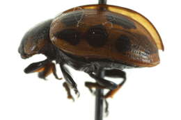 Image of Gonioctena (Gonioctena) nivosa arctica Mannerheim 1853