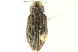 Image of Chrysobothris trinervia (Kirby 1837)
