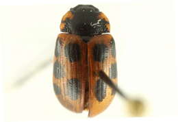 Image of Gonioctena (Gonioctena) nivosa Suffrian 1851