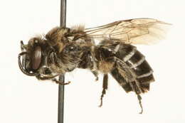 Colletes nigrifrons Titus 1900 resmi