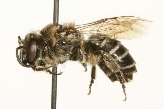 Colletes nigrifrons Titus 1900 resmi