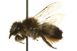 Image of Megachile giliae Cockerell 1906