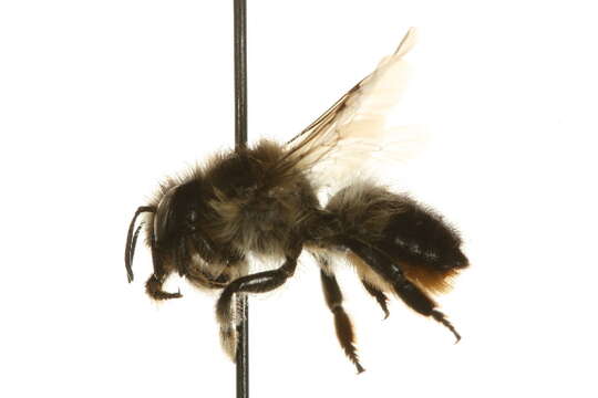 Image of Megachile giliae Cockerell 1906