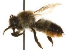 Image of Megachile giliae Cockerell 1906