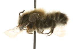 Image of Megachile giliae Cockerell 1906