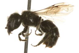 Image of Hoplitis robusta (Nylander 1848)