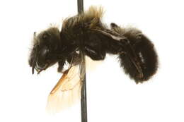 Image of Osmia maritima Friese 1885