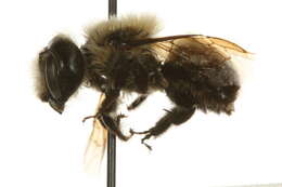 Image of Osmia nigriventris (Zetterstedt 1838)