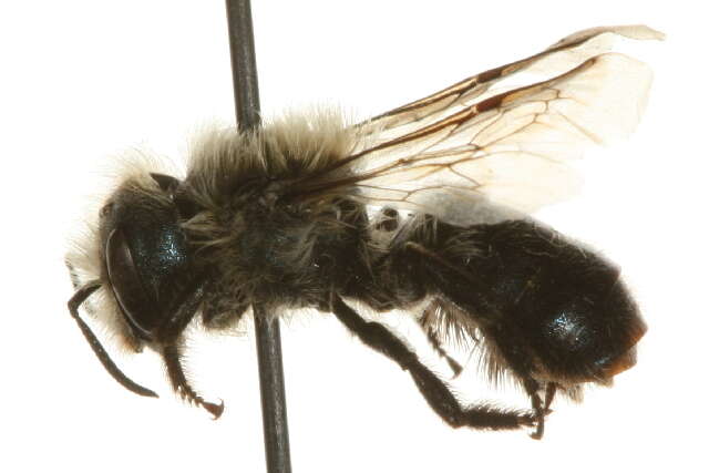 Image of Osmia tersula Cockerell 1912