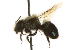 Image of Osmia tersula Cockerell 1912