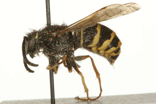 Image of Forest Yellowjacket