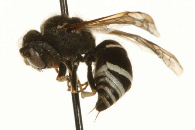 Image of Ancistrocerus waldenii (Viereck 1906)