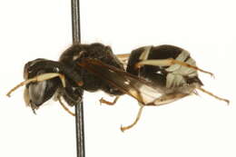 Image of Ancistrocerus waldenii (Viereck 1906)