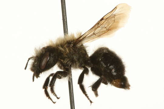 Image of Osmia inermis (Zetterstedt 1838)