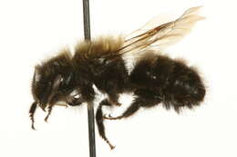 Image of <i>Osmia aquilonaria</i>