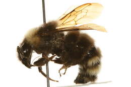 Image of Ashton's Cuckoo Bumblebee