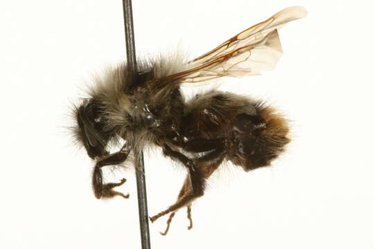 Image of Frigid Bumble Bee