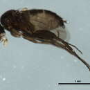 Image of Megaselia basispinata Lundbeck 1920