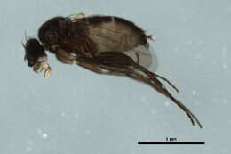 Image of Megaselia basispinata Lundbeck 1920