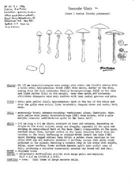 Image of Conocybe filaris