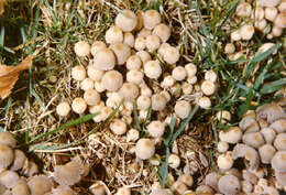 Image of Trooping Inkcaps