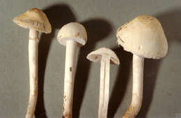 Image of Agrocybe dura (Bolton) Singer 1936
