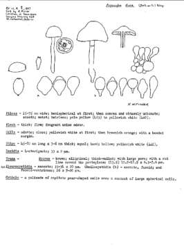 Agrocybe dura (Bolton) Singer 1936 resmi