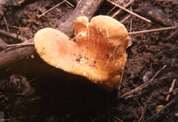 Image of Lactarius hygrophoroides