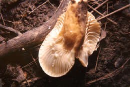 Image of Lactarius hygrophoroides