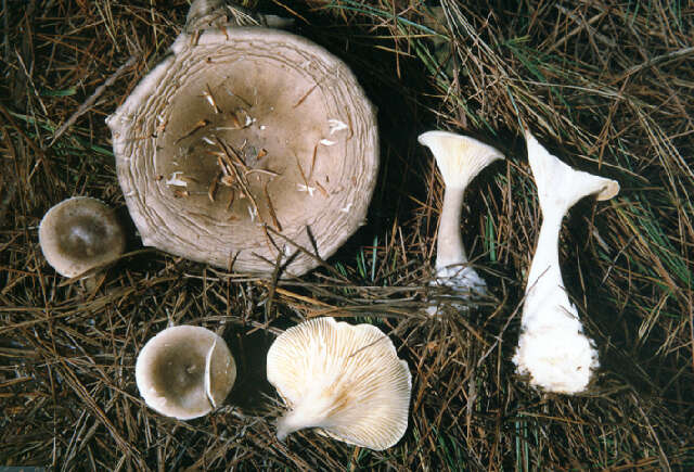 Image of Ampulloclitocybe