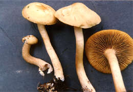 Image of Agrocybe sororia (Peck) Singer 1978