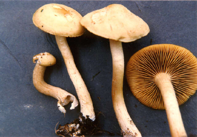 Agrocybe sororia (Peck) Singer 1978 resmi