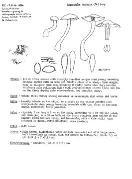 Agrocybe sororia (Peck) Singer 1978 resmi