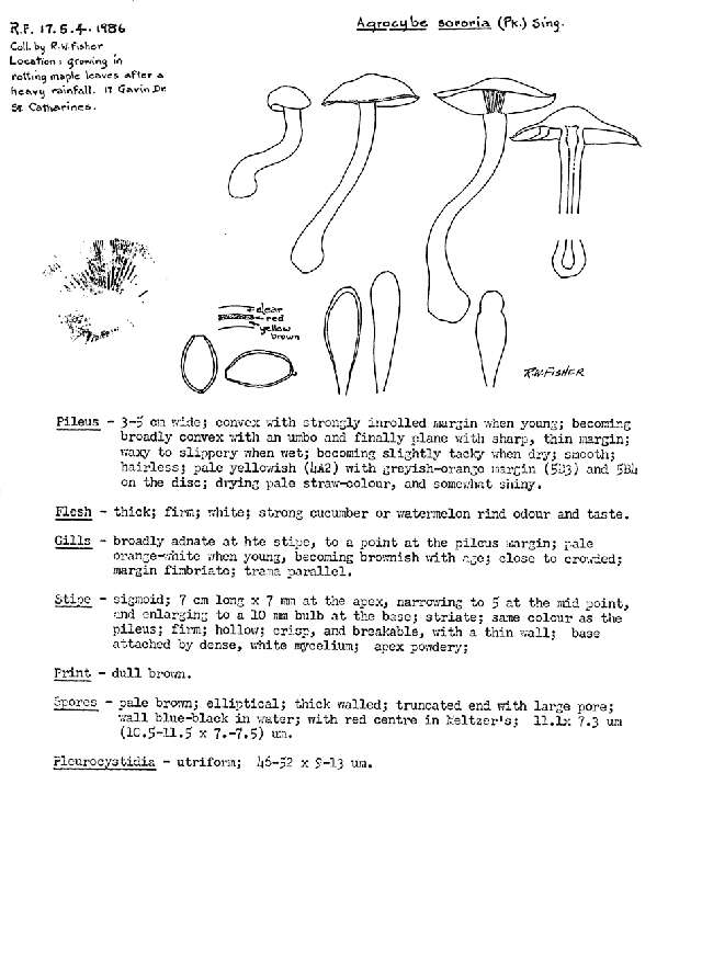 Image of Agrocybe sororia (Peck) Singer 1978