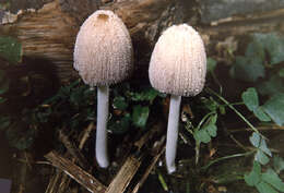 Image de Coprinellus truncorum (Scop.) Redhead, Vilgalys & Moncalvo 2001